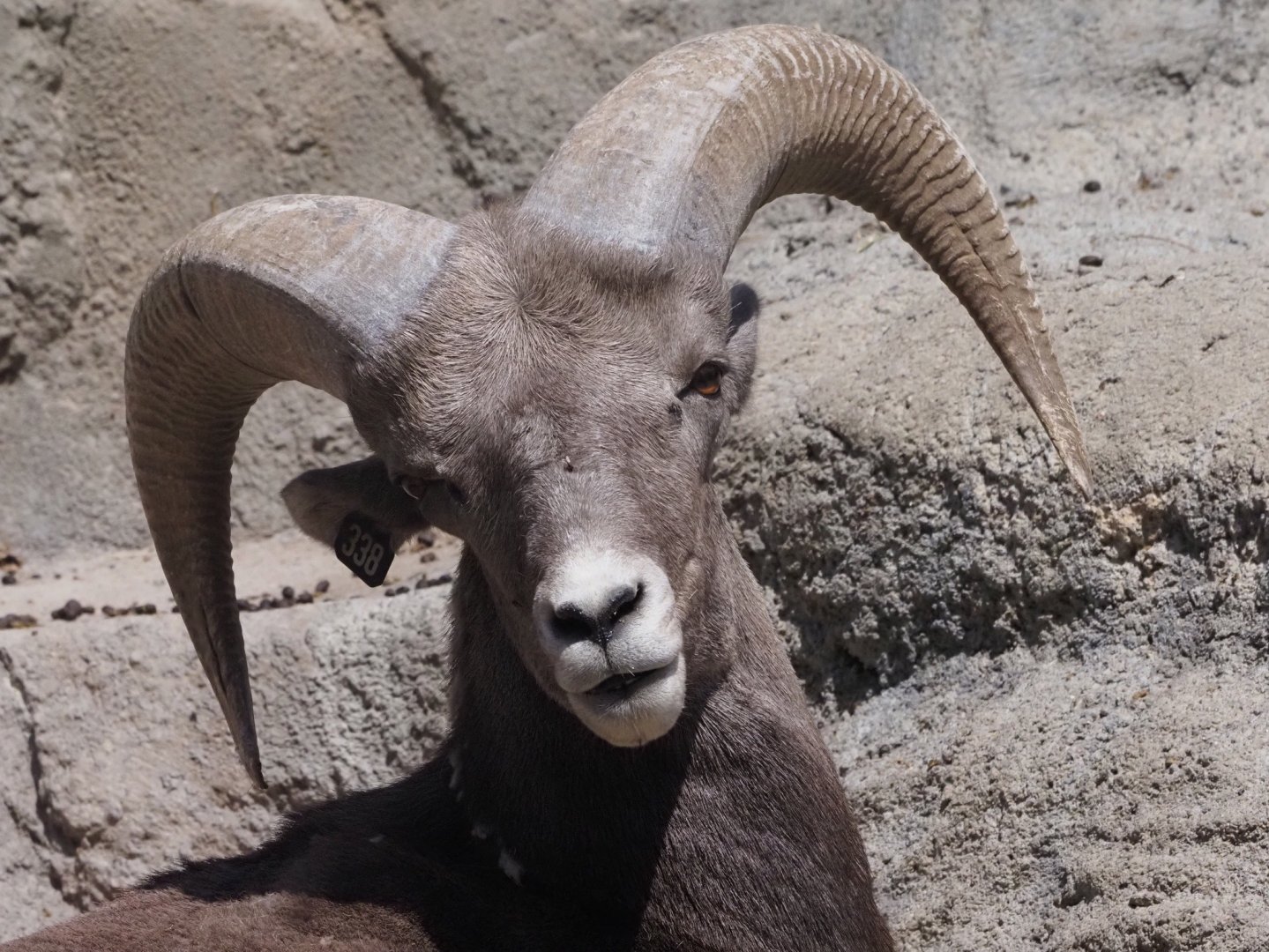 Rocky Mountain Bighorn Sheep Ram 2