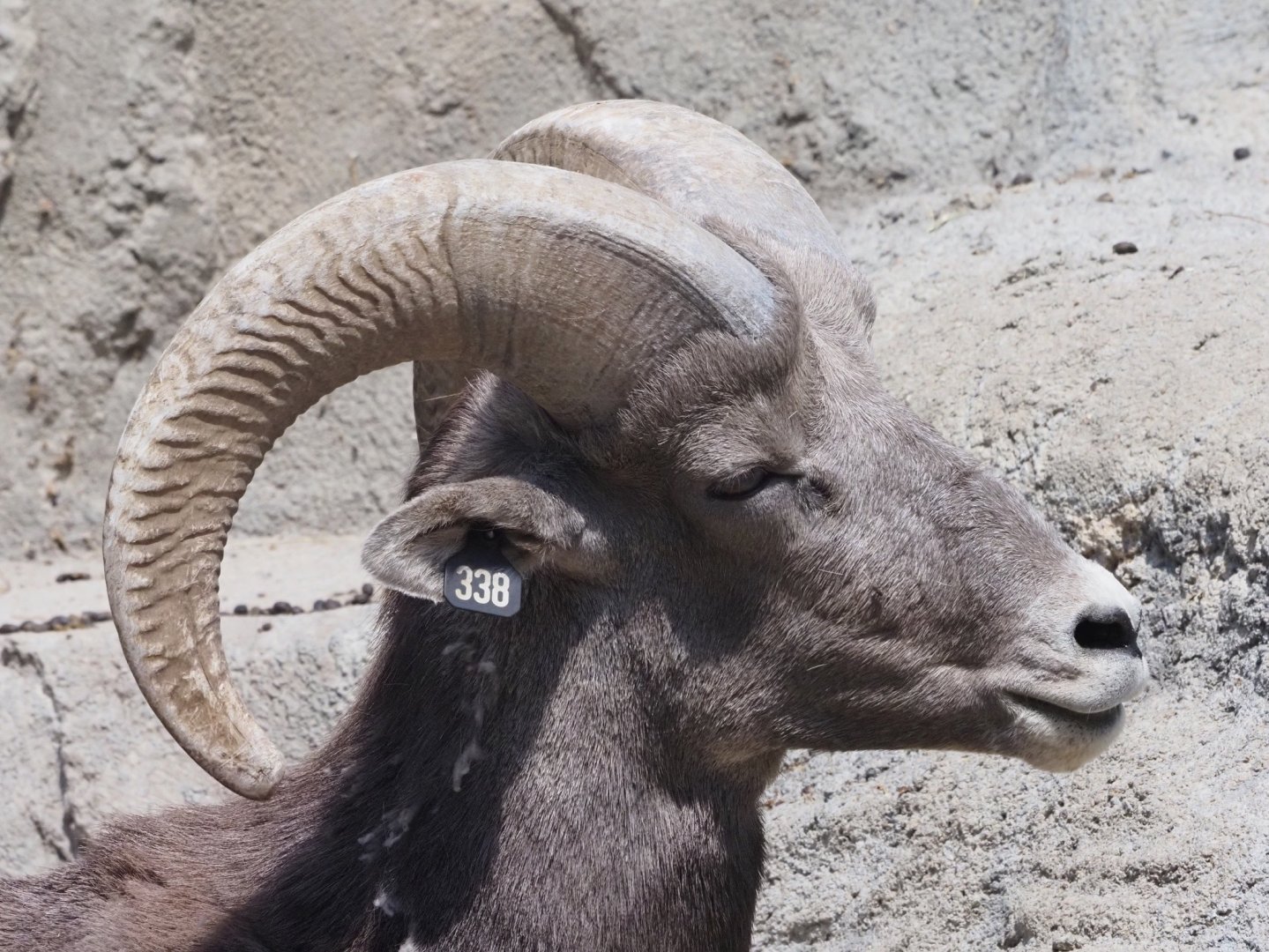 Rocky Mountain Bighorn Sheep Ram 3