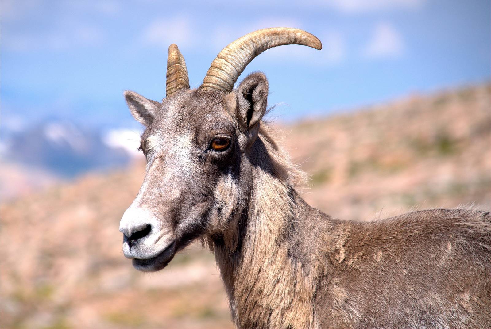 Rocky Mountain Bighorn Sheep
