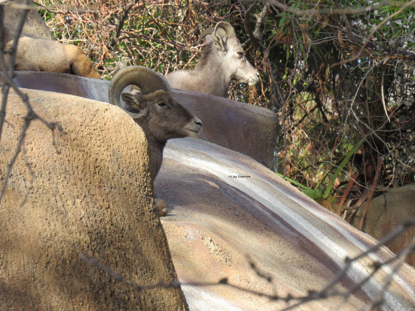 Rocky Mountain Bighorn Sheep