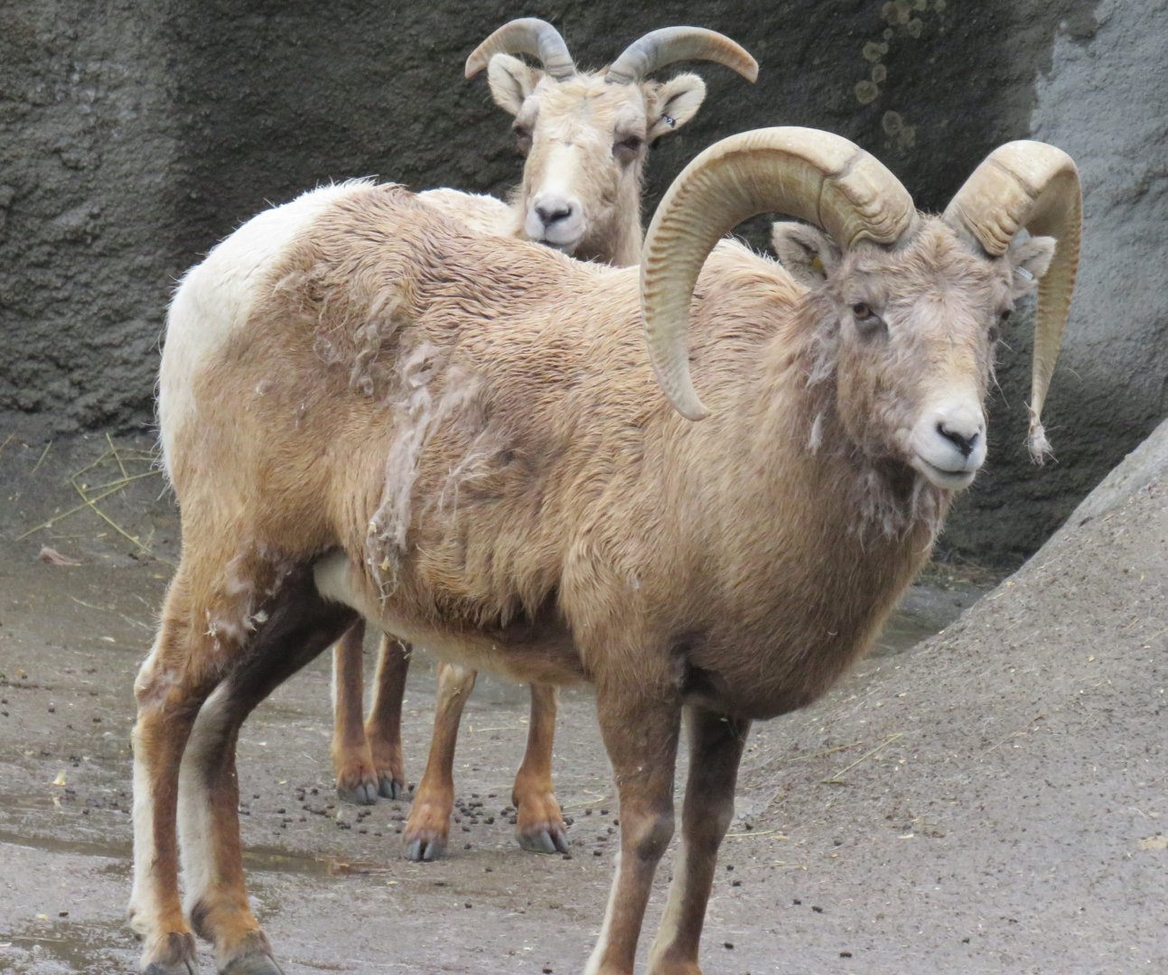 Rocky Mountain bighorn sheep