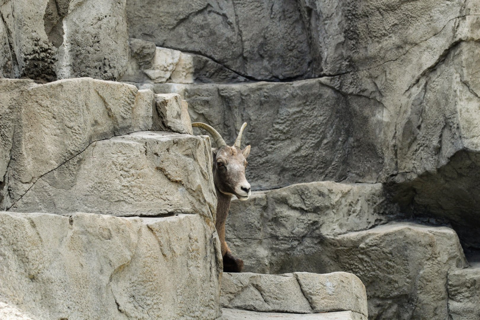 Rocky Mountain Bighorn Sheep