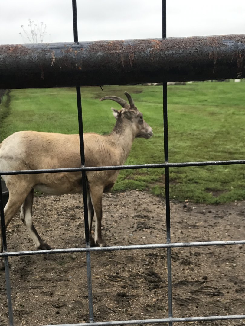 Rocky Mountain Bighorn Sheep