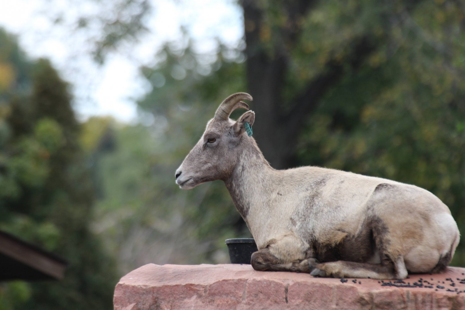 Rocky Mountain Bighorn Sheep