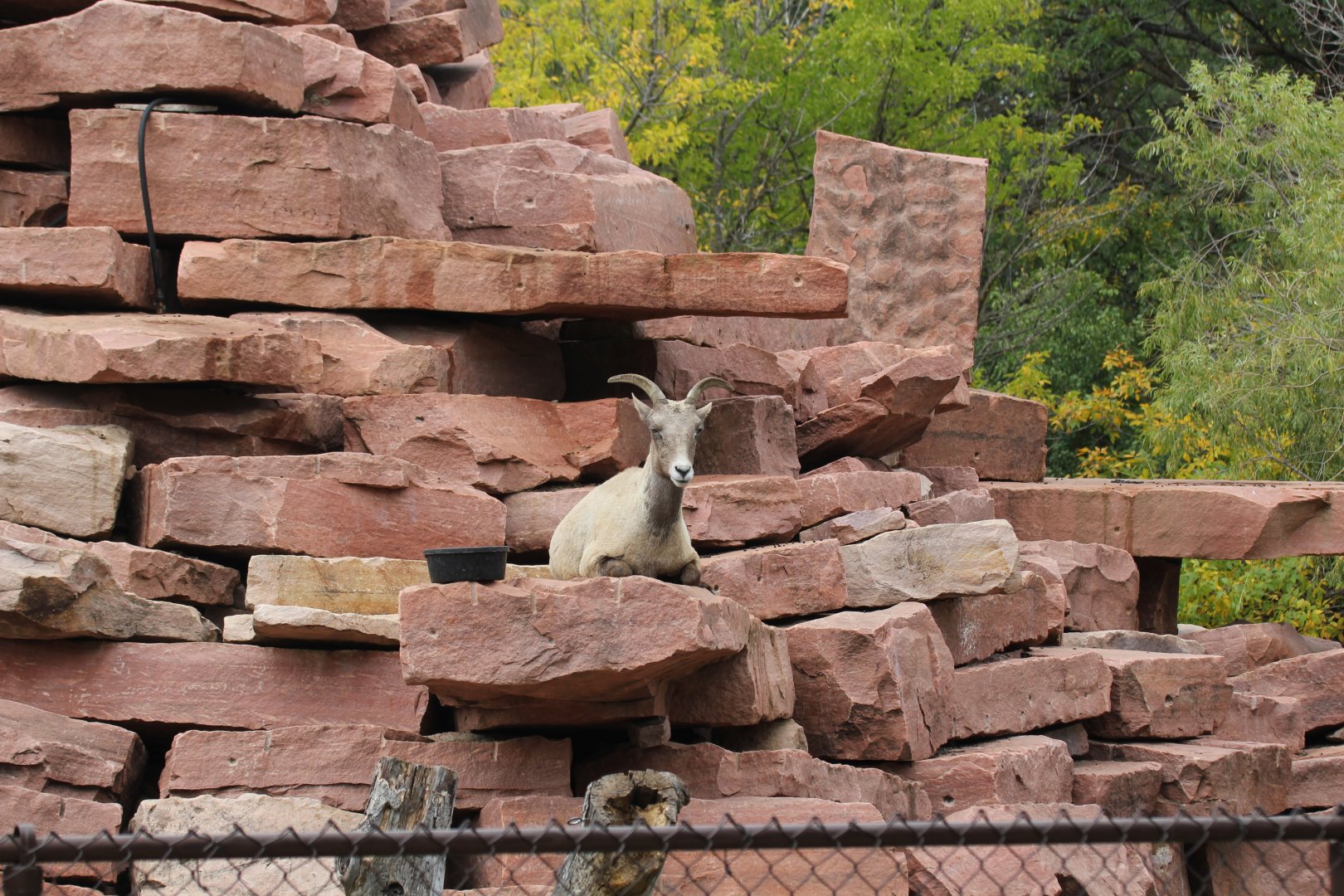Rocky Mountain Bighorn Sheep