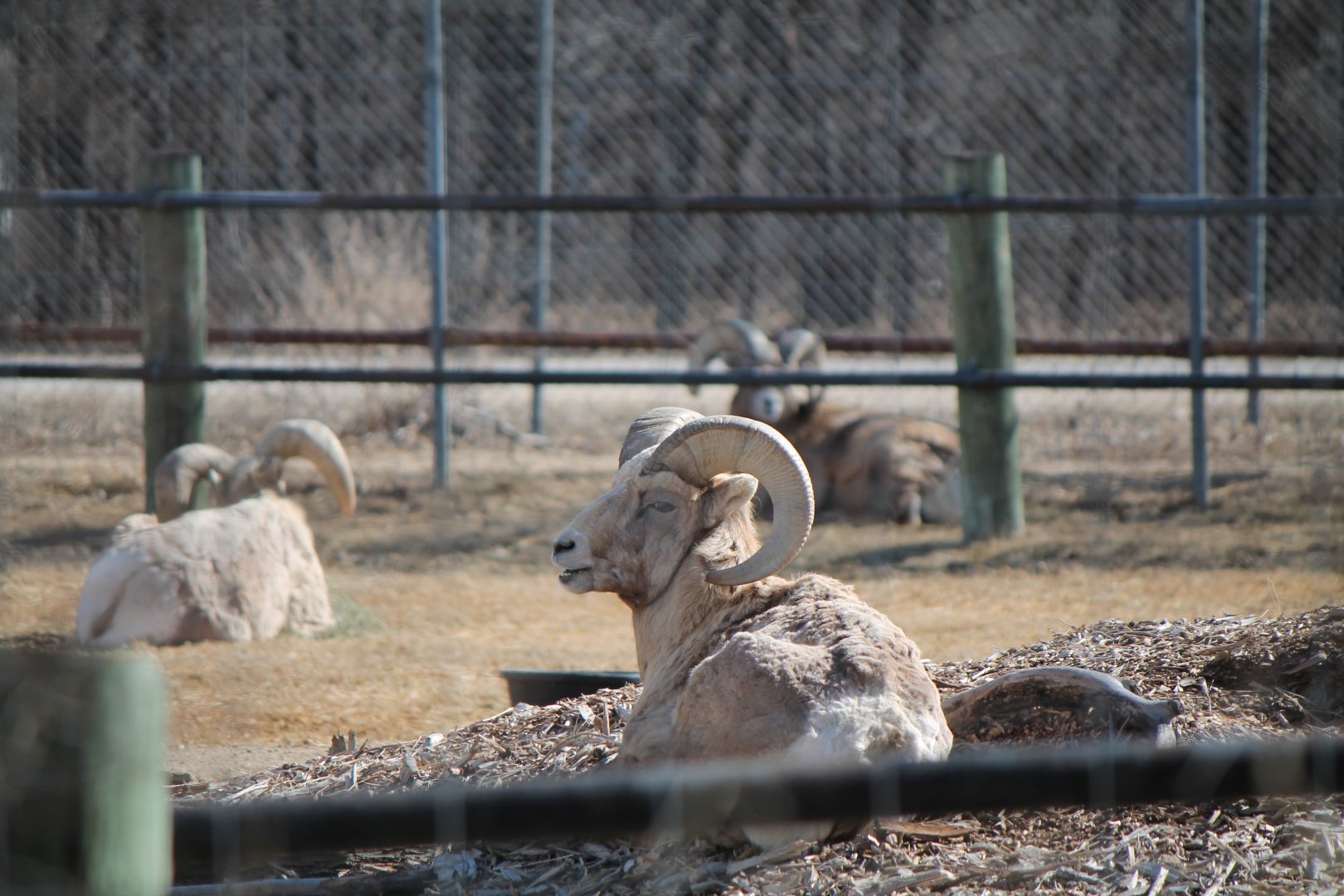 Rocky Mountain Bighorn Sheep
