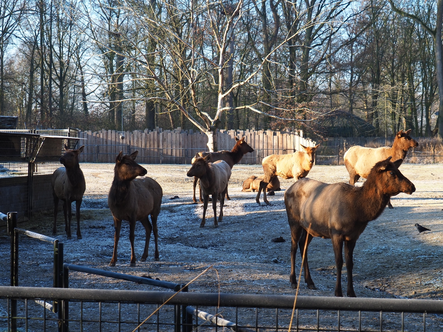 Rocky Mountain elk (Cervus canadensis nelsoni) herd (Jan 20th, 2019)