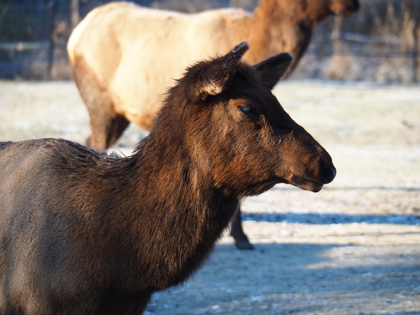 Rocky Mountain elk (Cervus canadensis nelsoni), Jan 20th, 2019