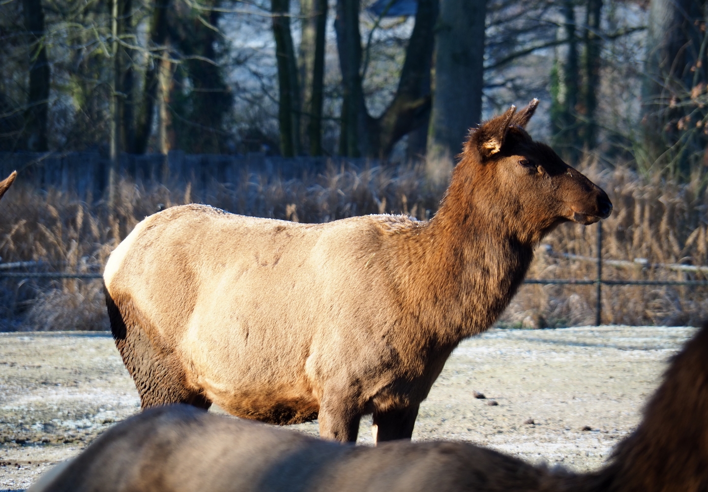 Rocky Mountain elk (Cervus canadensis nelsoni), Jan 20th, 2019