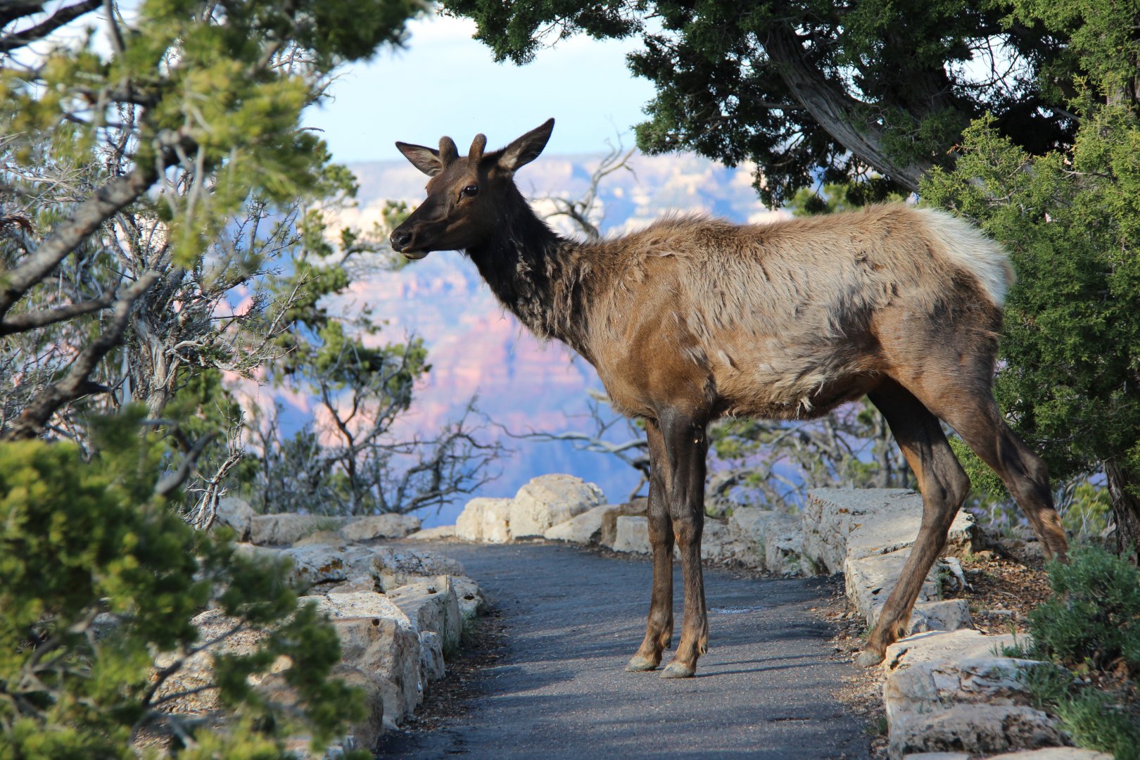 Rocky Mountain Elk (Cervus elaphus nelsoni)