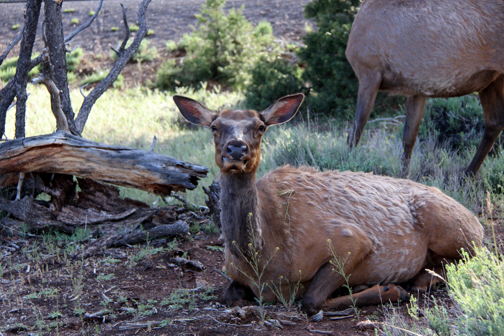 Rocky Mountain Elk (Cervus elaphus nelsoni)