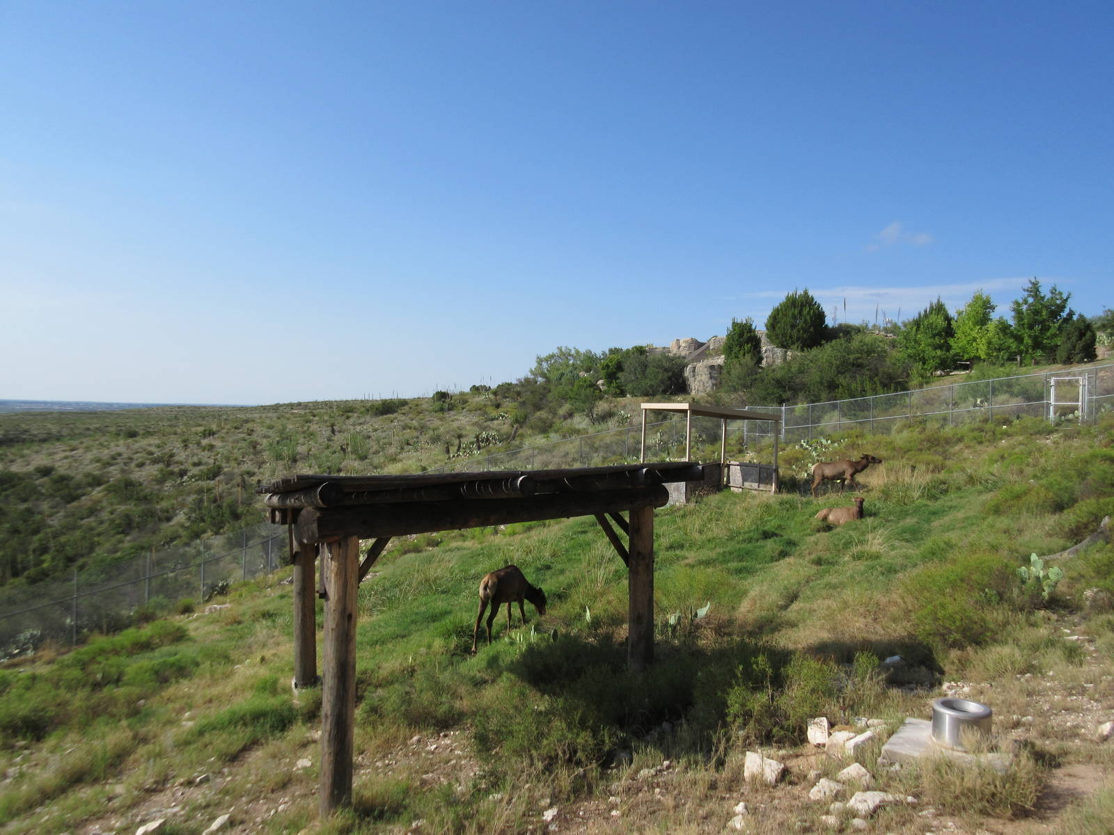 Rocky Mountain Elk Exhibit #3