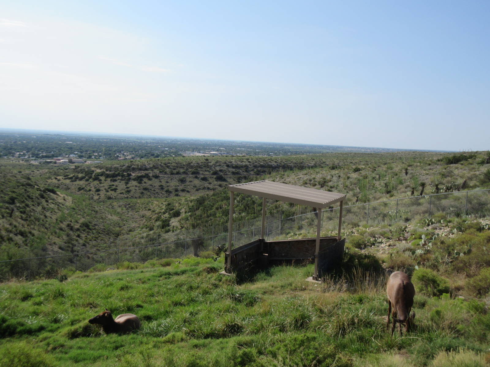Rocky Mountain Elk Exhibit #3