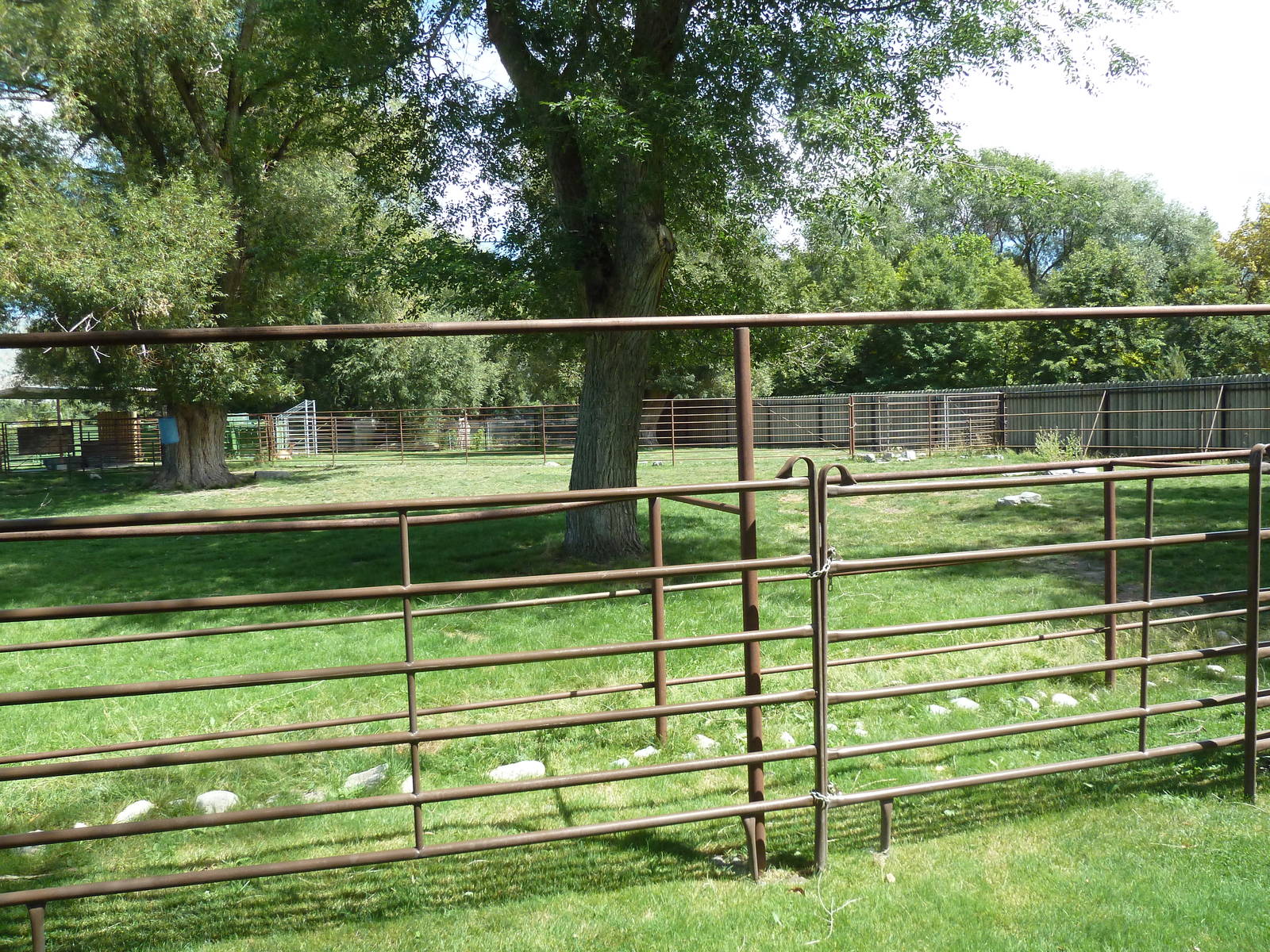 Rocky Mountain Elk Exhibit