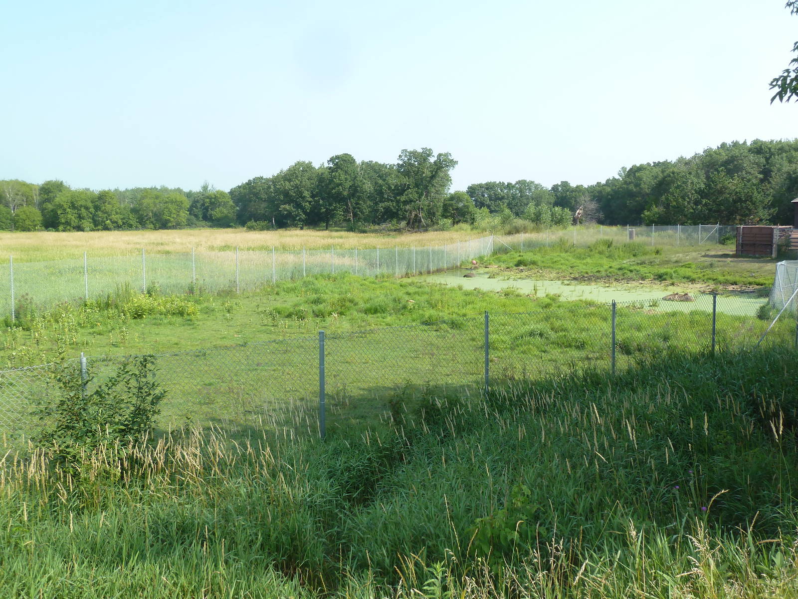 Rocky Mountain Elk Exhibit