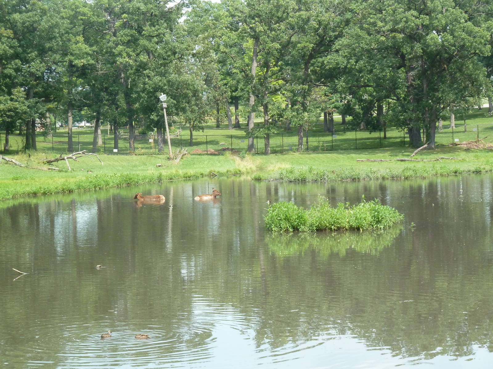 Rocky Mountain Elk Exhibit