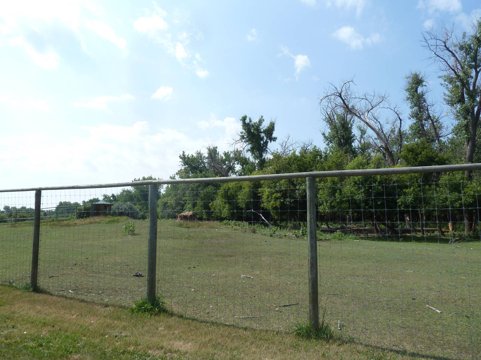 Rocky Mountain Elk Exhibit