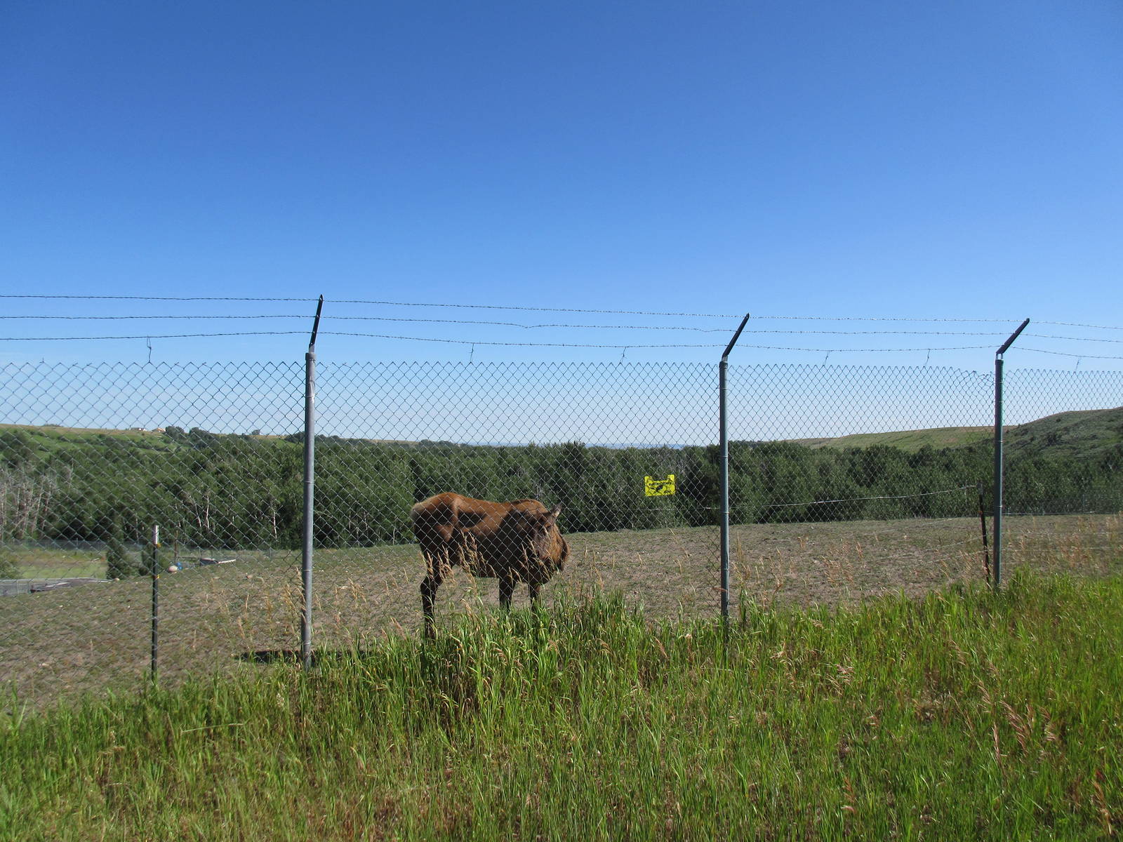 Rocky Mountain Elk Exhibit