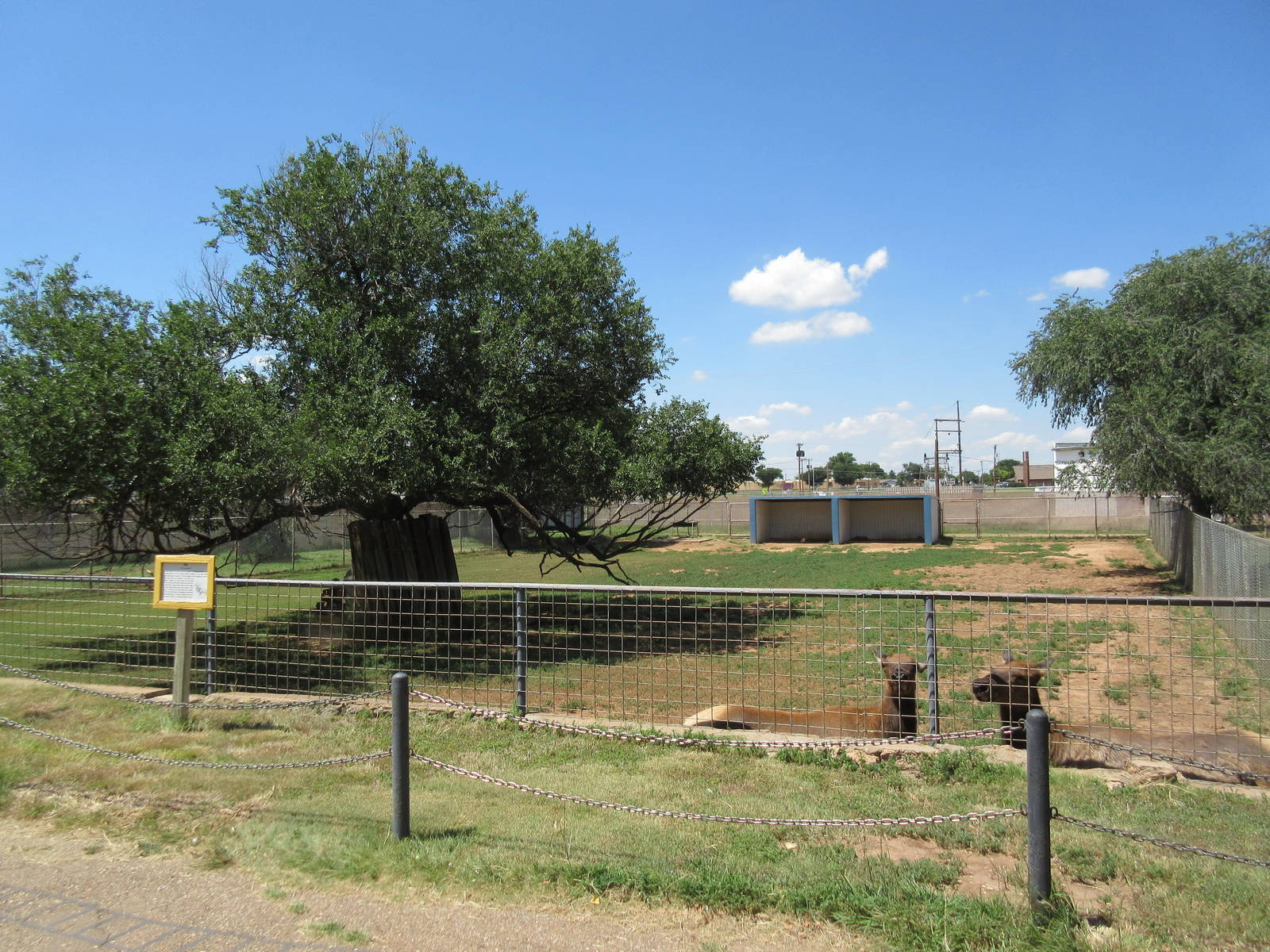 Rocky Mountain Elk Exhibit