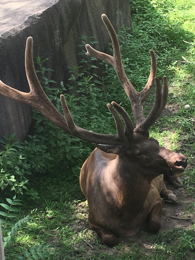 (Rocky Mountain?) Elk | Milwaukee County Zoo
