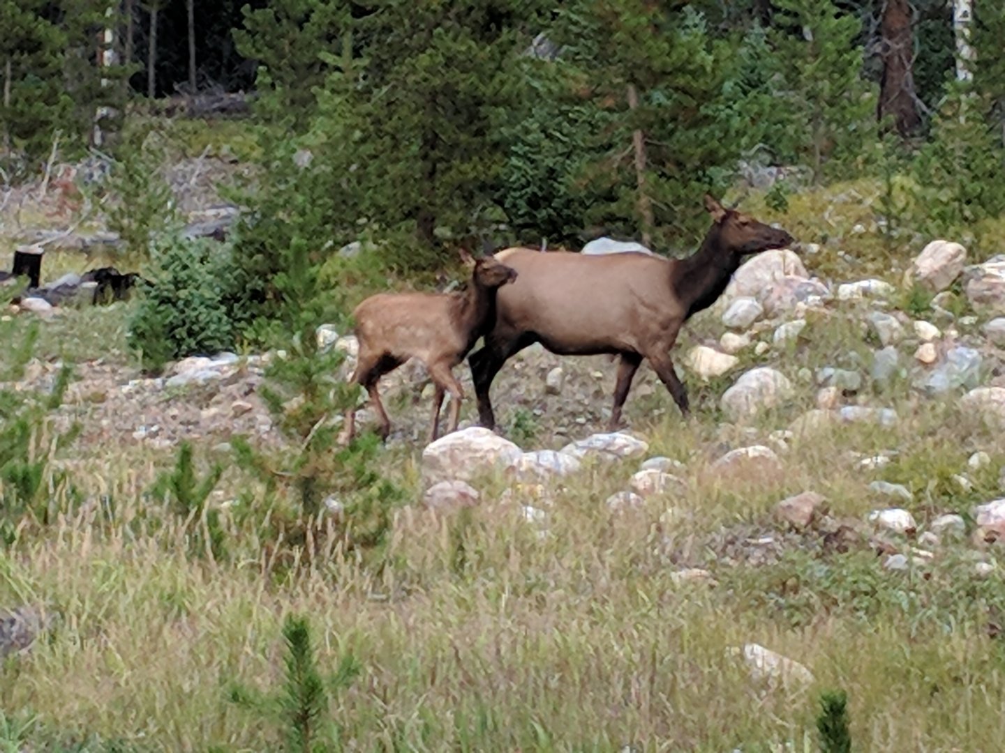 Rocky mountain elk/wapiti (Cervus canadensis nelsoni)