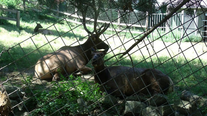Rocky Mountain Elk