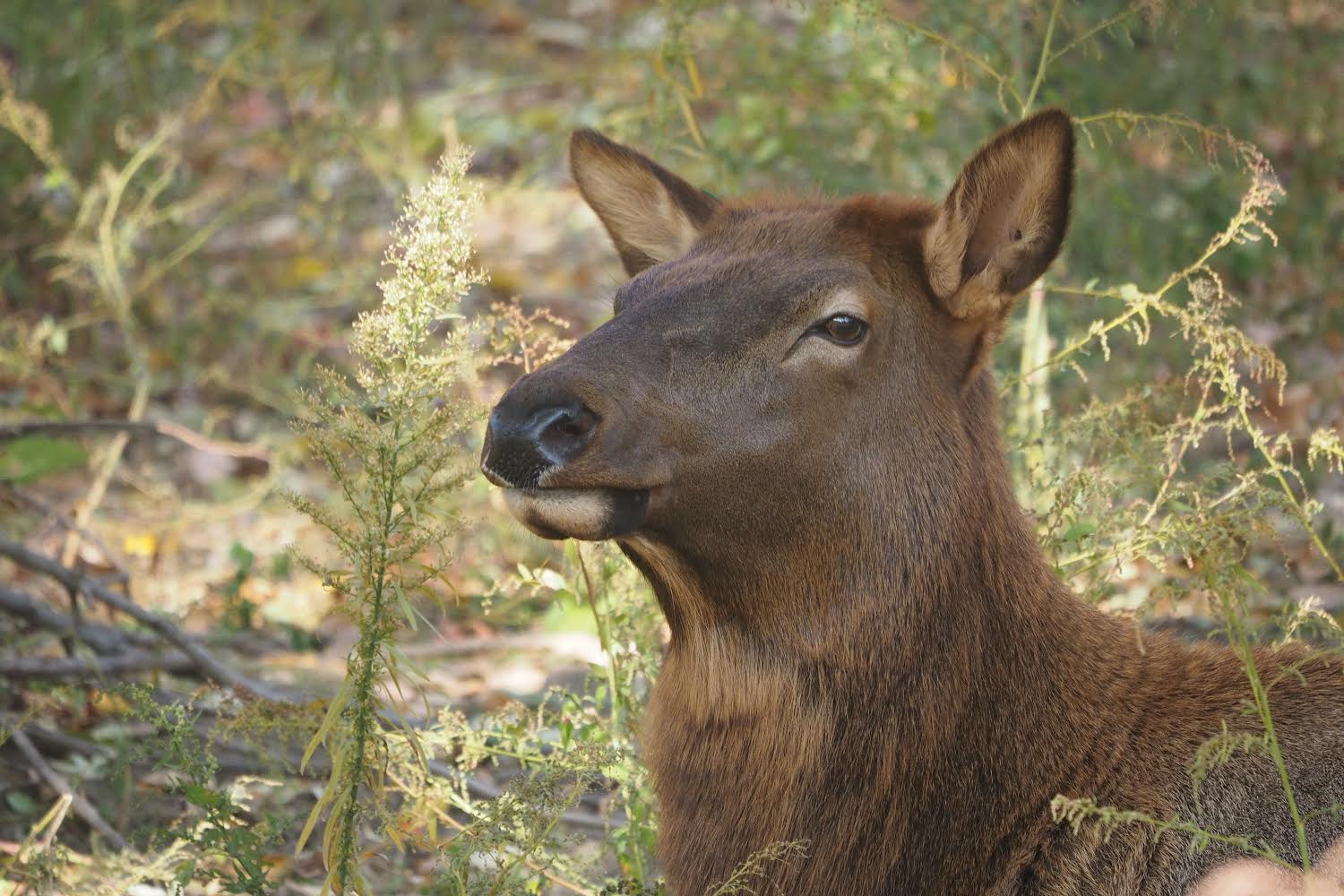 Rocky Mountain elk