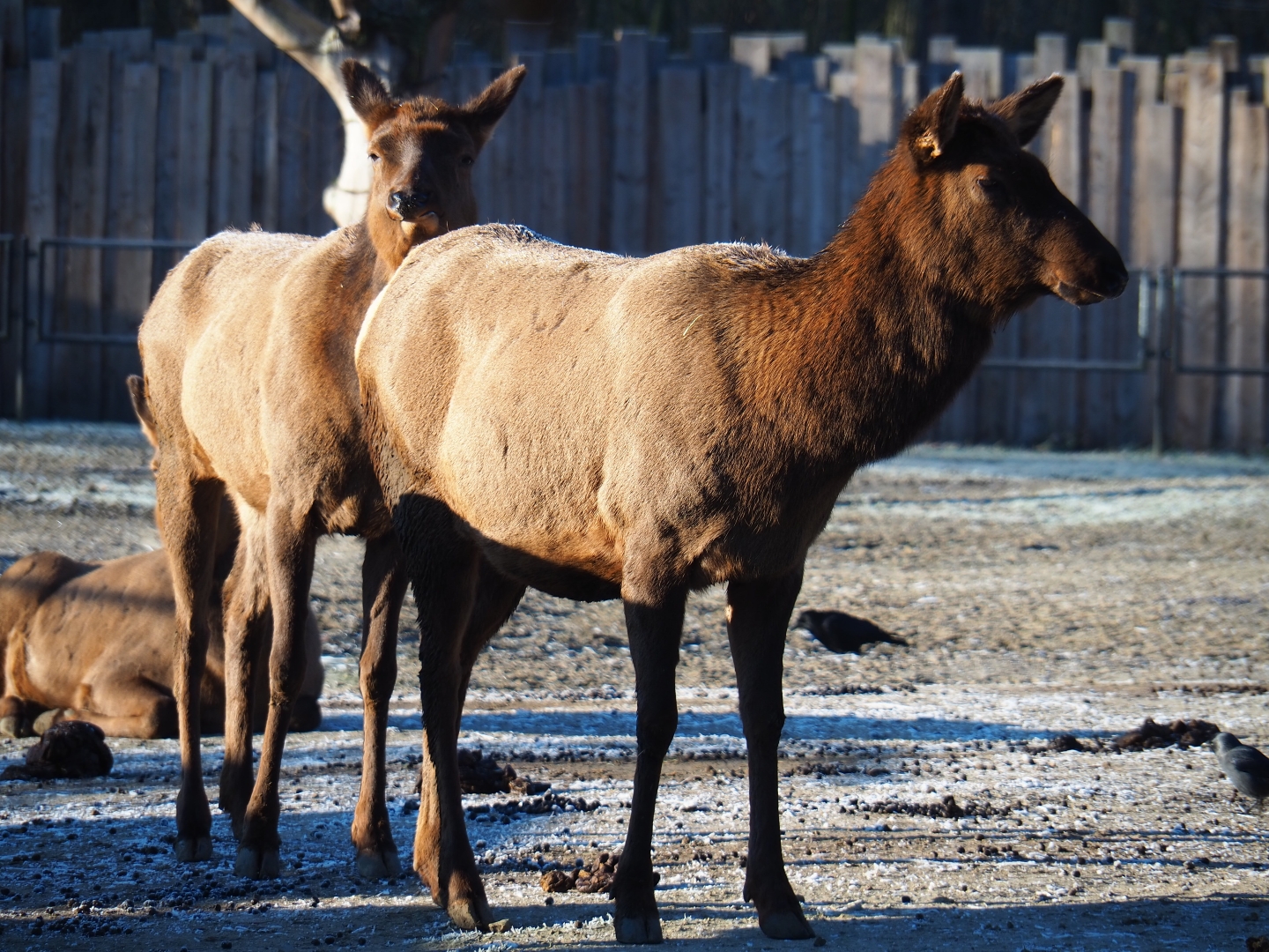 Rocky Mountain elks (Cervus canadensis nelsoni), Jan 20th, 2019