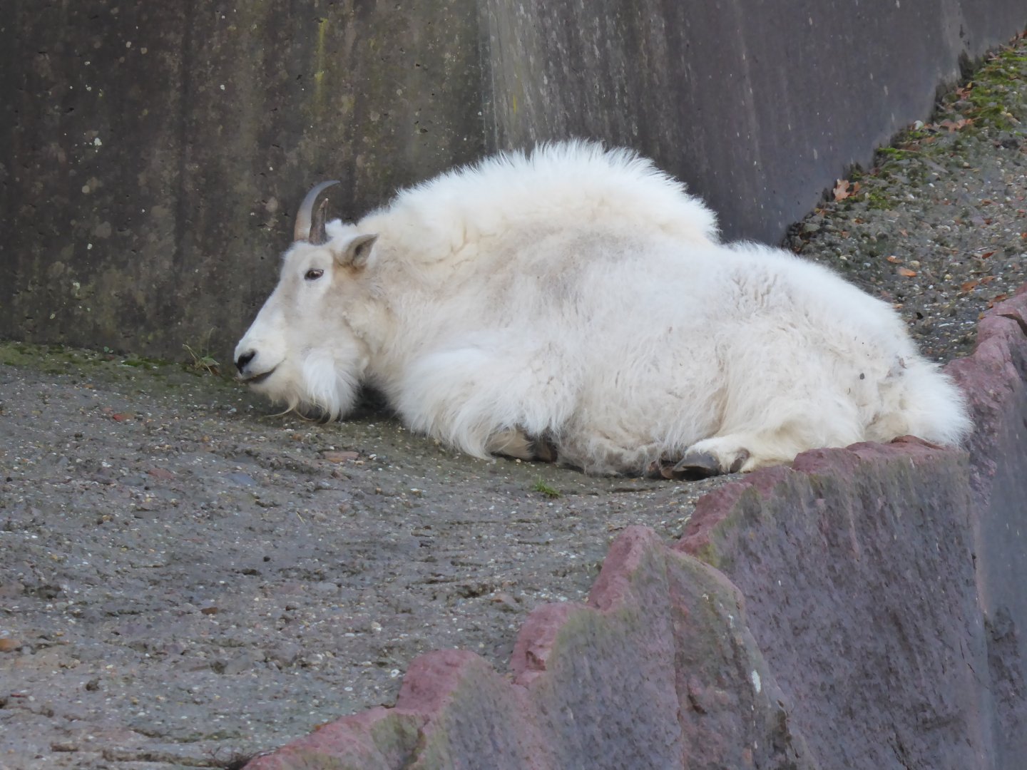 Rocky mountain goat 011218