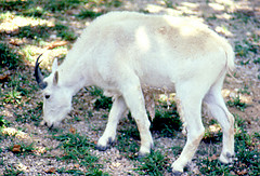 Rocky mountain goat 1980's