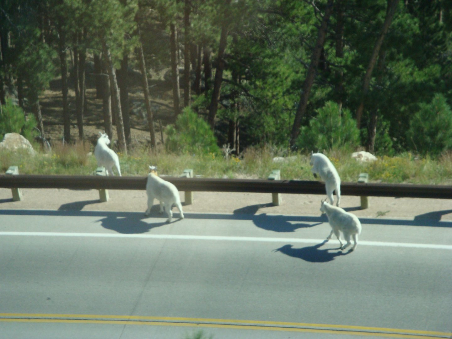 Rocky Mountain Goat (2008)