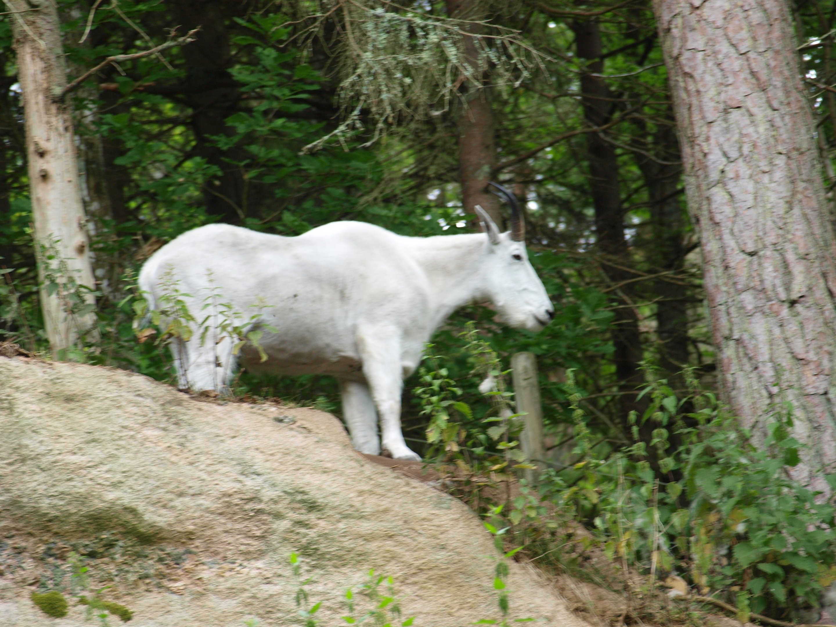 Rocky mountain goat 2011