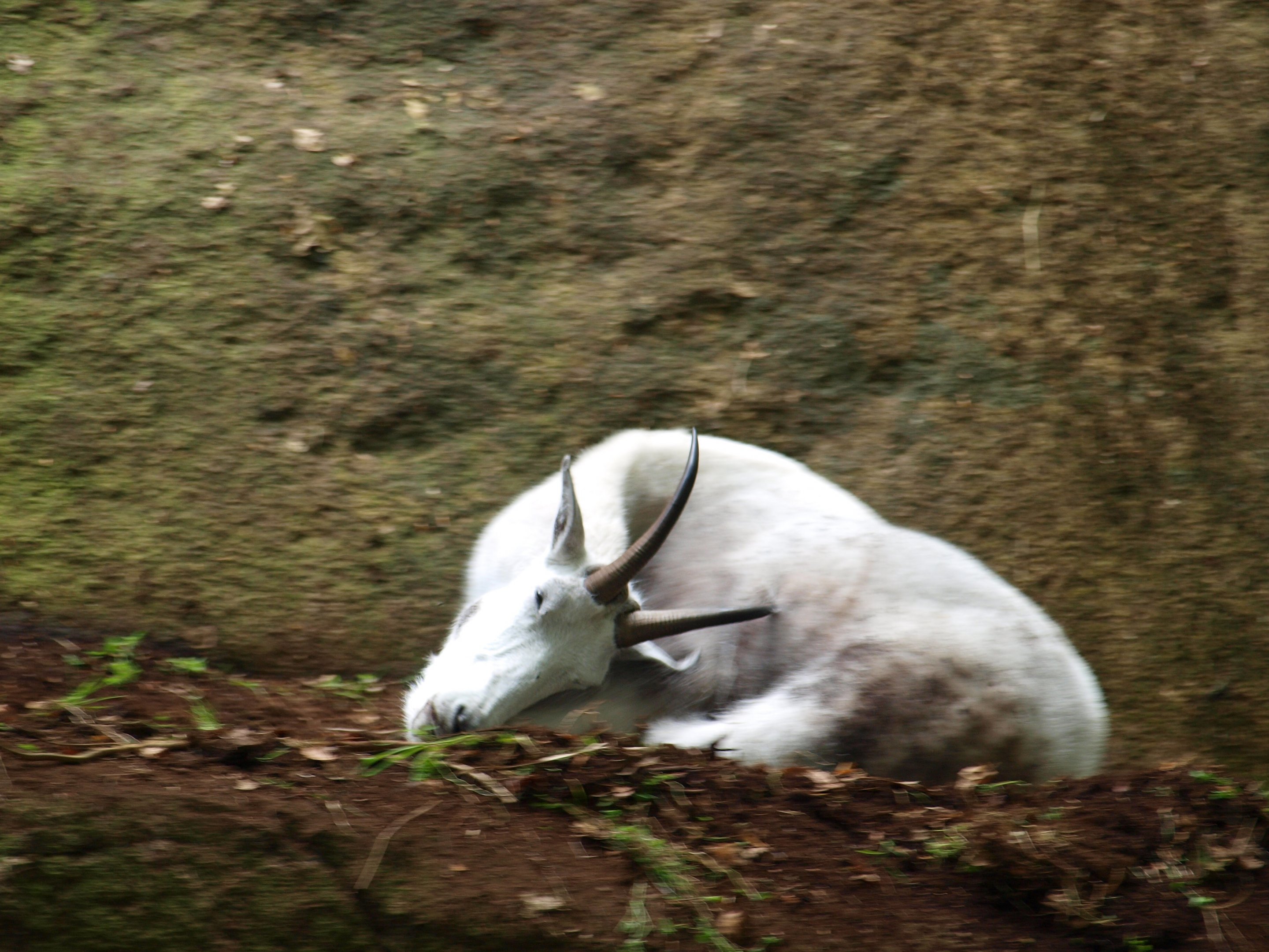 Rocky mountain goat 2011