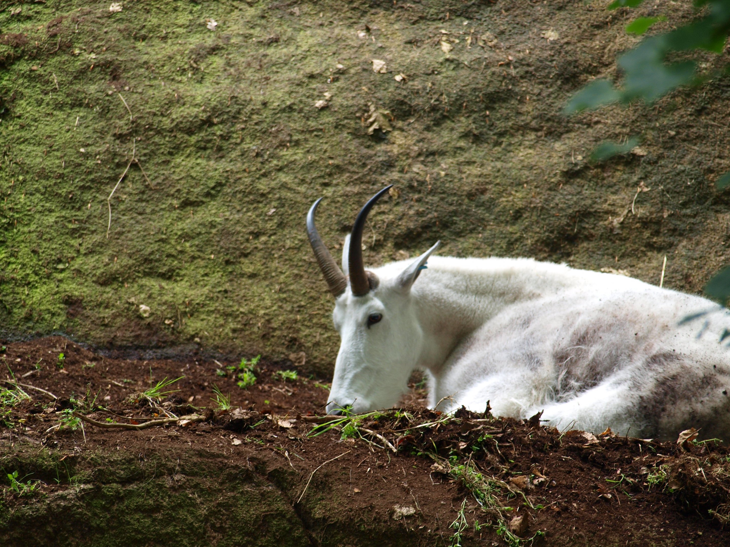 Rocky mountain goat 2011