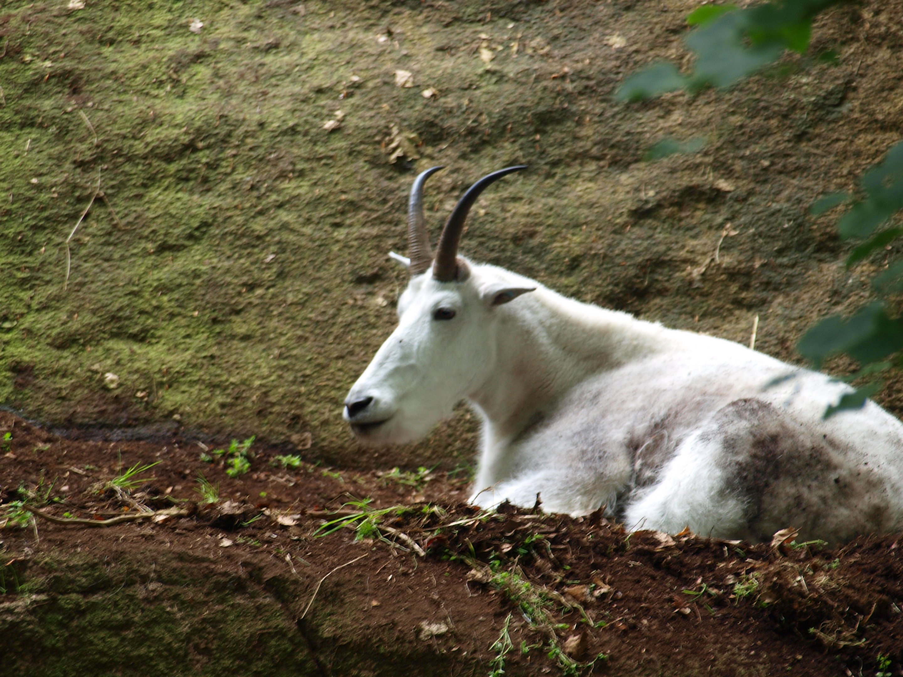 Rocky mountain goat 2011