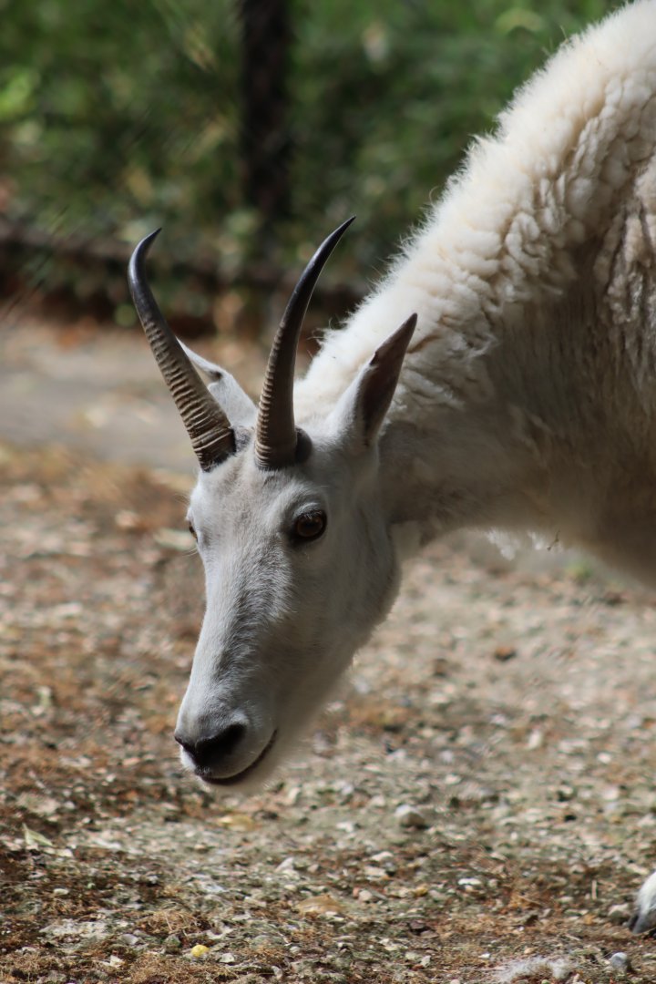 Rocky Mountain Goat - 6th July 2024
