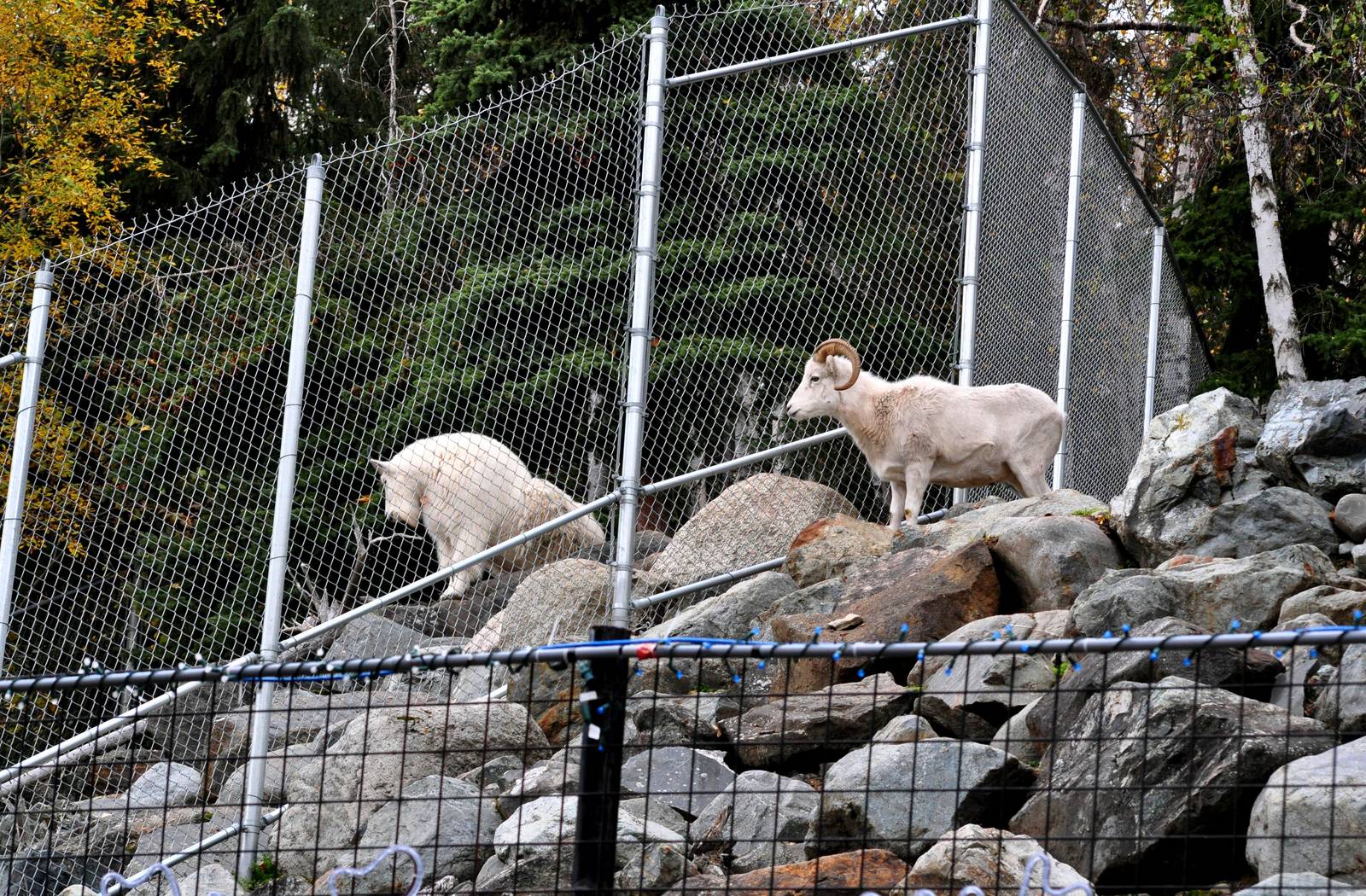 Rocky Mountain Goat and Dall Sheep side by side