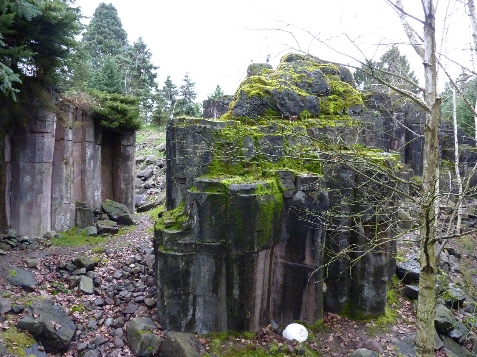 Rocky Mountain Goat/Arctic Fox Exhibit - See 2 Foxes?