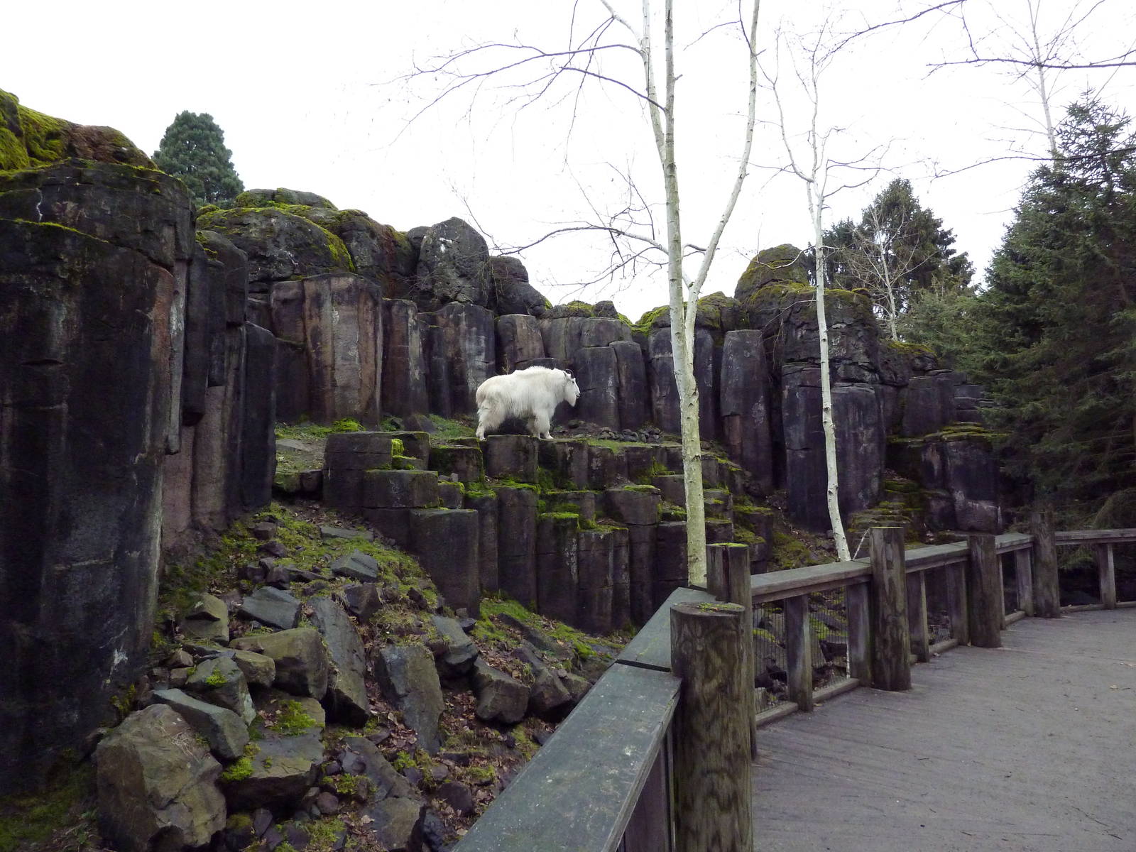 Rocky Mountain Goat/Arctic Fox Exhibit