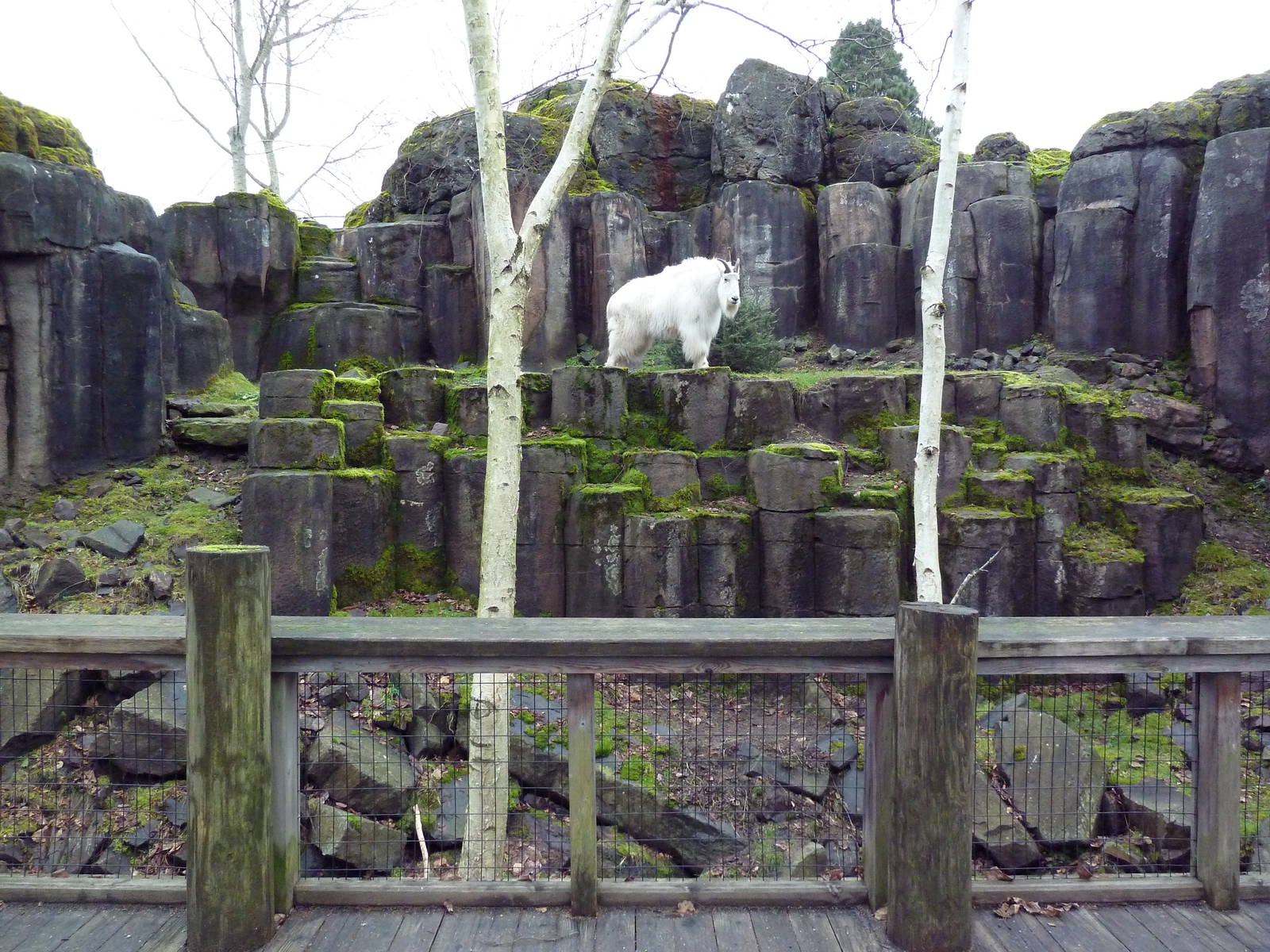 Rocky Mountain Goat/Arctic Fox Exhibit