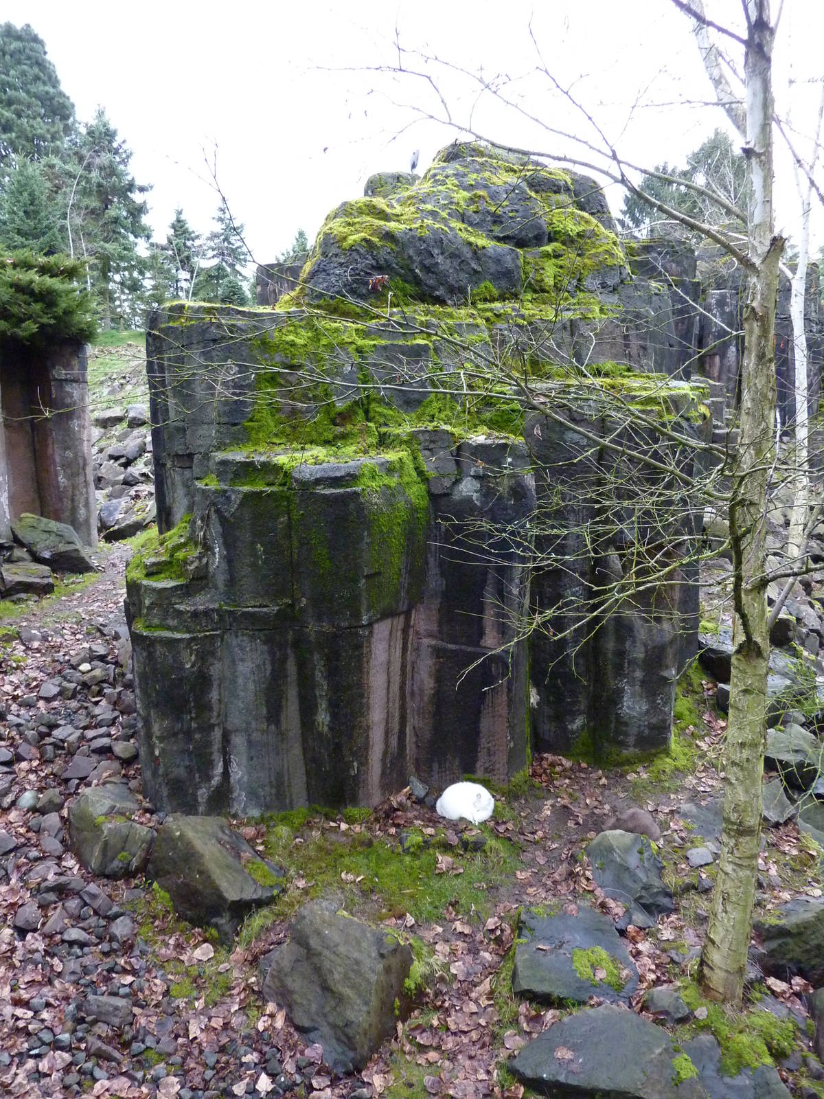 Rocky Mountain Goat/Arctic Fox Exhibit