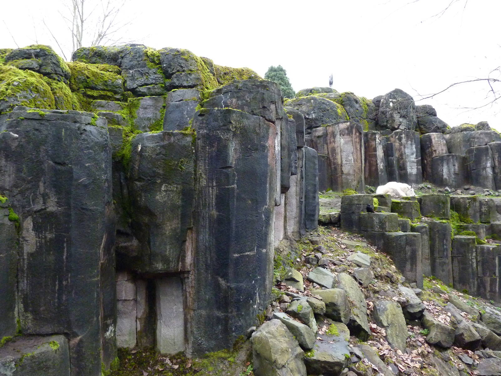 Rocky Mountain Goat/Arctic Fox Exhibit