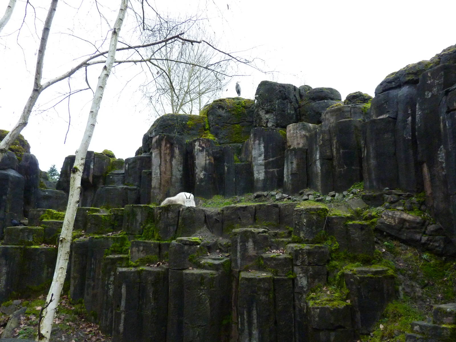 Rocky Mountain Goat/Arctic Fox Exhibit