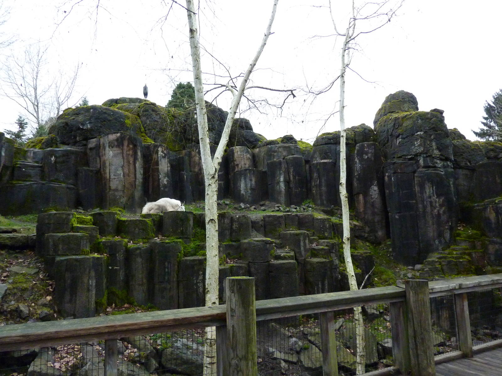 Rocky Mountain Goat/Arctic Fox Exhibit