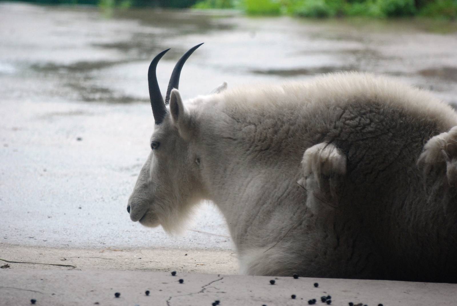 Rocky Mountain Goat at Pilsen, 31/08/12