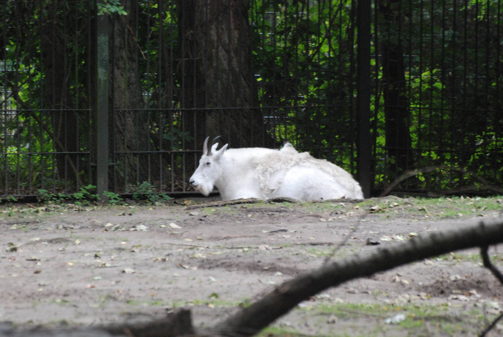 Rocky Mountain Goat at Tierpark Berlin, 30/08/11