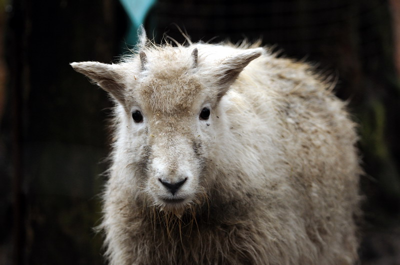 Rocky Mountain goat at Wildpark Lüneburger Heide