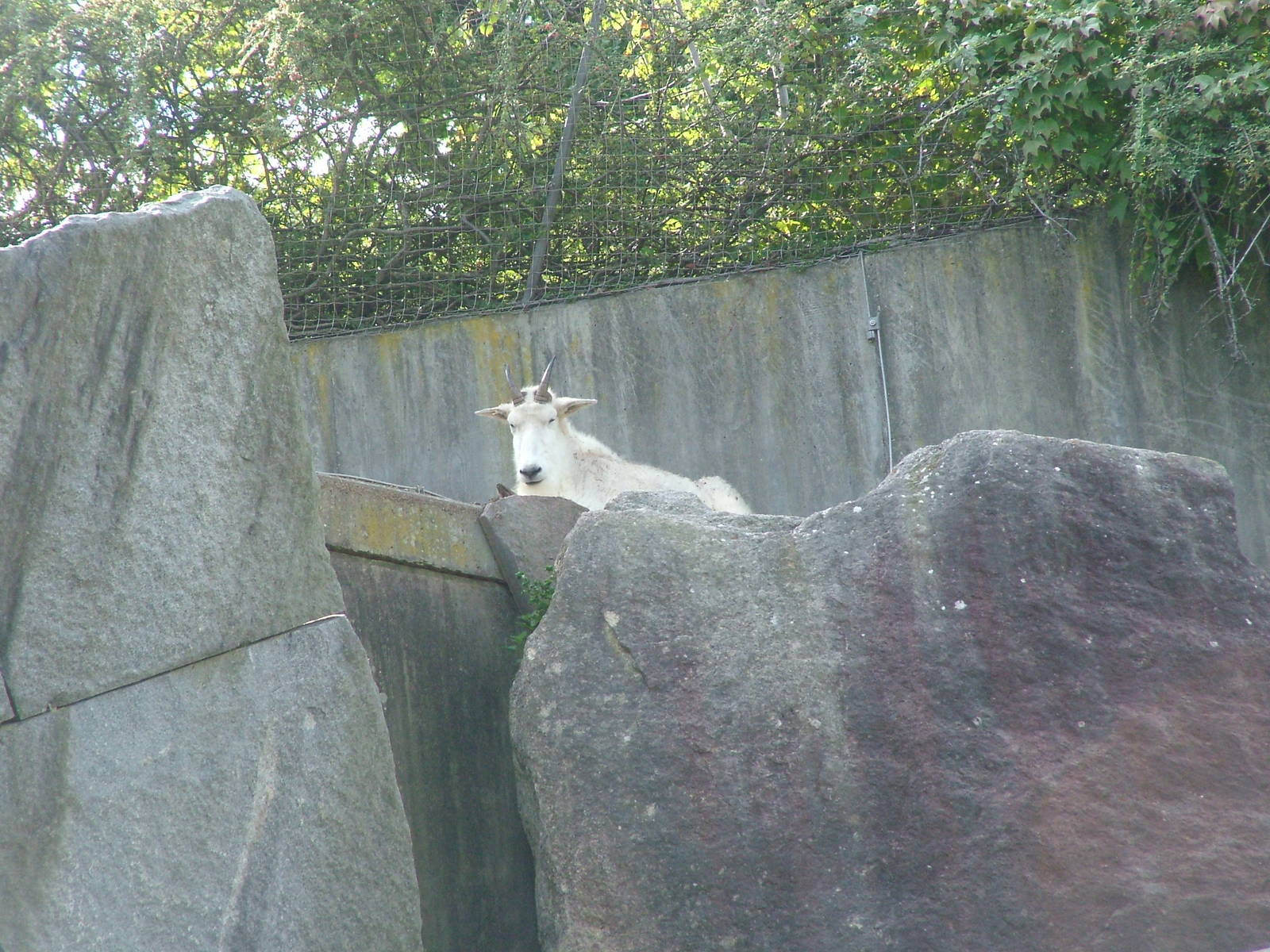 Rocky Mountain Goat at Wilhelma, Stuttgart 02/09/10