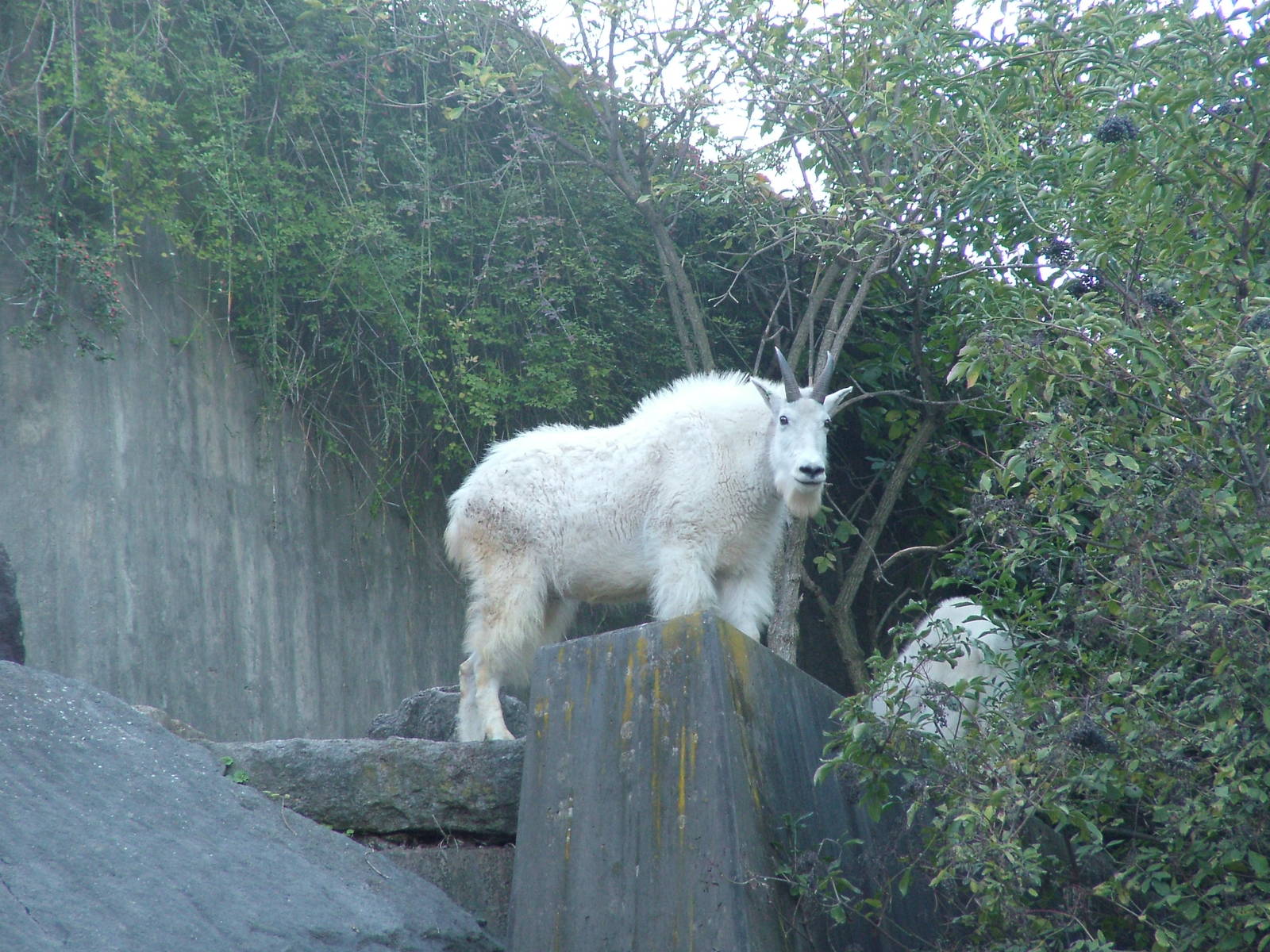 Rocky Mountain Goat at Wilhelma, Stuttgart 08/09/06