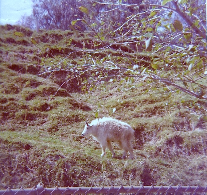 Rocky Mountain Goat - Circa 1977/78